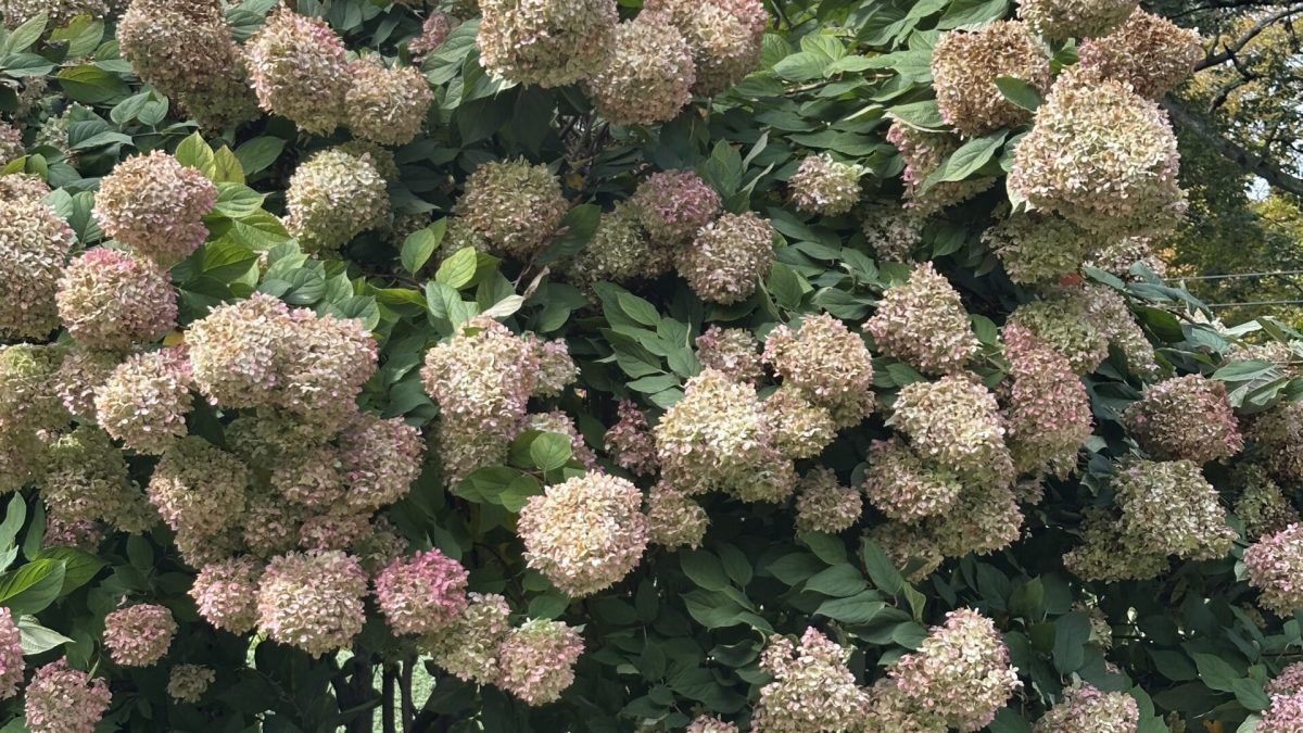 Student voices: "The Hydrangea Lesson"